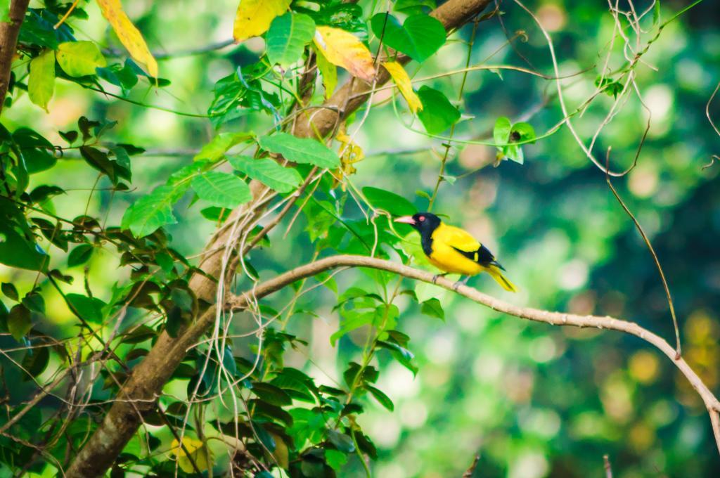 Garcinia Leaf Hotel Hikkaduwa Luaran gambar